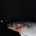 Микропластика сред рибите