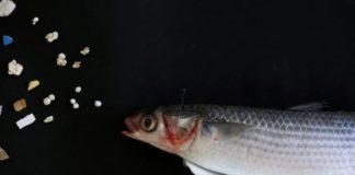 Микропластика сред рибите