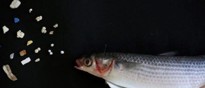 Микропластика сред рибите
