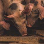 Нов свински вирус