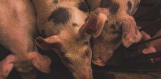 Нов свински вирус