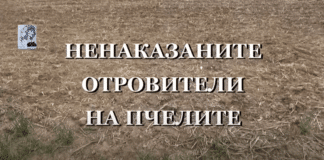 Кой отрови пчелите и защо виновните не са наказани?