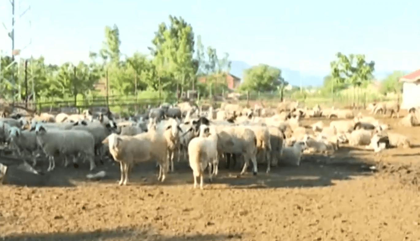 Нови случаи на по дребните преживни животни бяха открити в