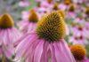 Пурпурна ехинацея