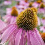 Пурпурна ехинацея