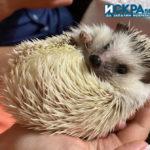 Африкански мини таралеж