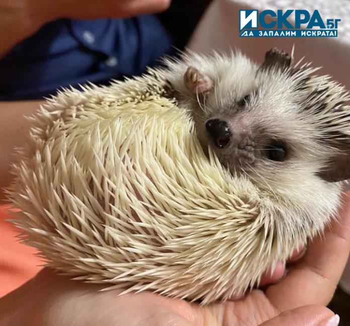 Африкански мини таралеж