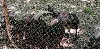 Текето. Снимка: Личен архив