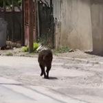 Бездомно куче във Велики Преслав