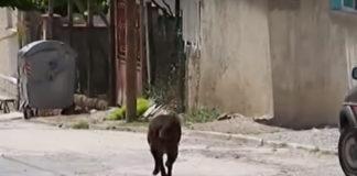 Бездомно куче във Велики Преслав