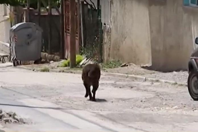 Бездомно куче във Велики Преслав