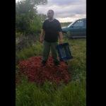 Производител на череши