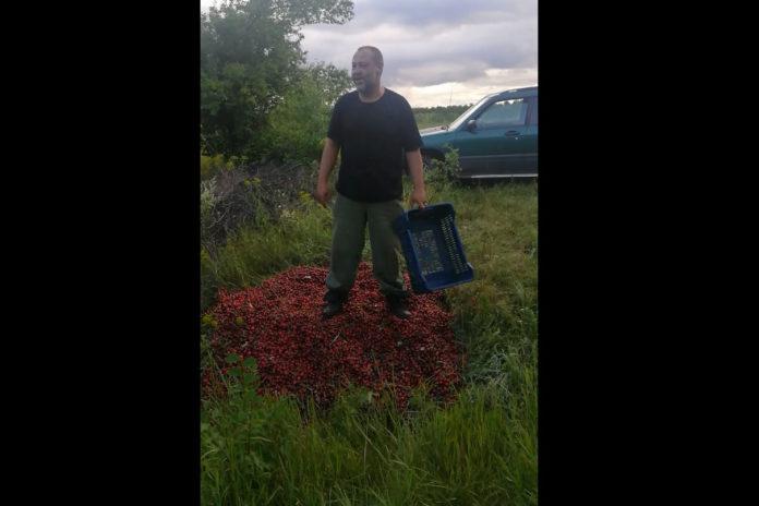 Производител на череши