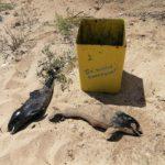 Делфинчета