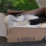 Снимка: Община Ракитово