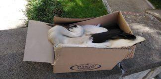 Снимка: Община Ракитово