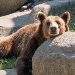 Мечето. Снимка: Фейсбук, Зоологическа градина София / Sofia Zoo