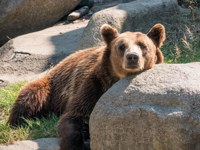 Мечето. Снимка: Фейсбук, Зоологическа градина София / Sofia Zoo