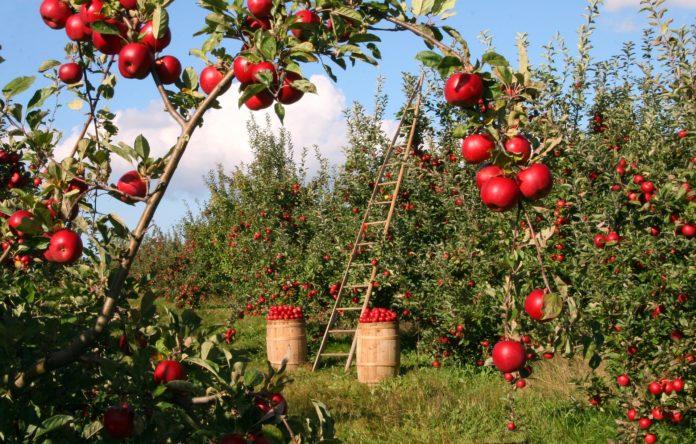 Ябълки - земеделие