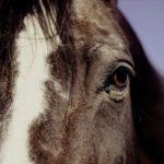 Илюстративна снимка. Източник: PixaBay