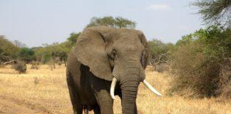 Африкански слон