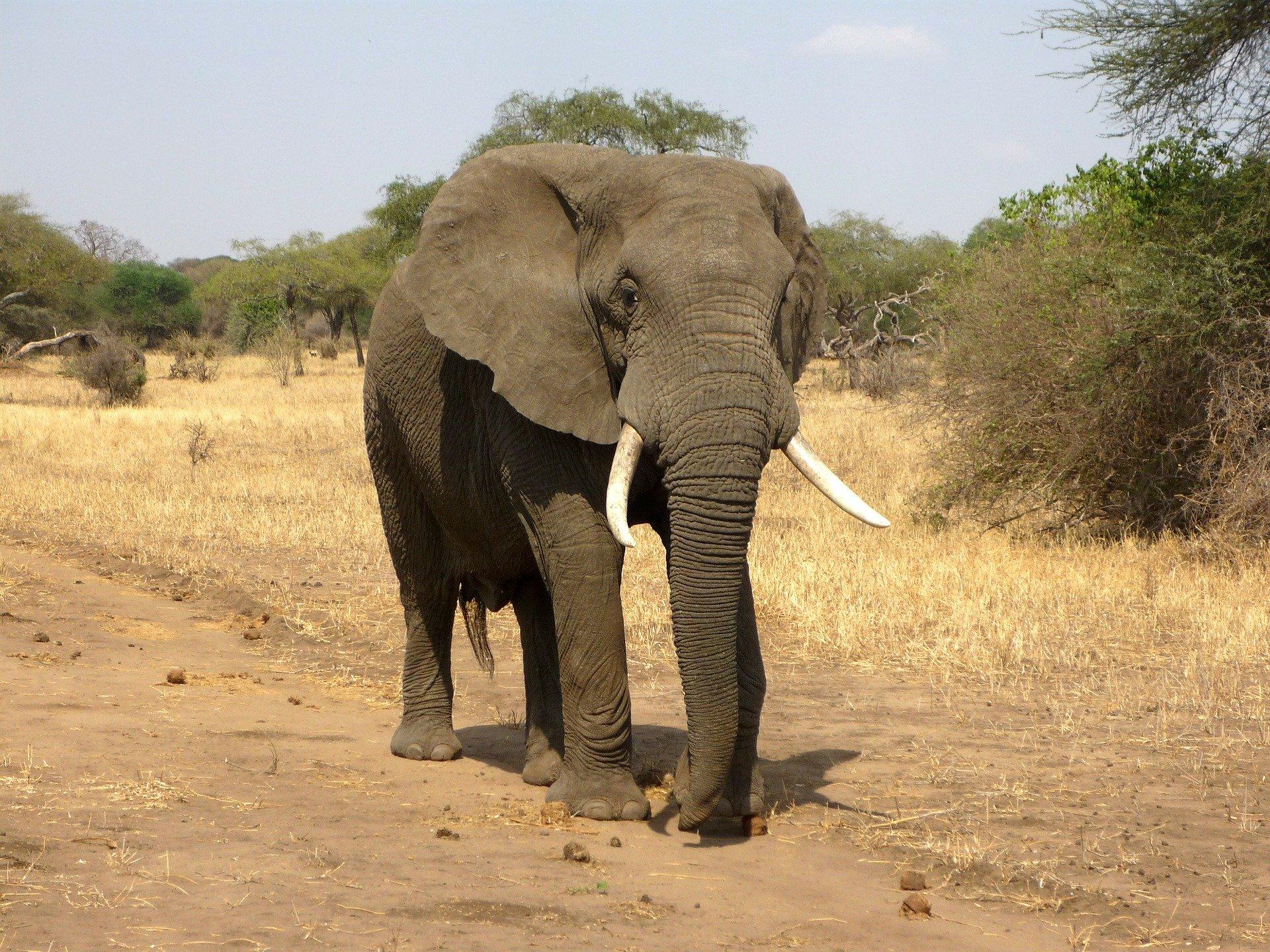 80 годишна жена от САЩ е била убита от агресивен слон