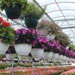 Ферма за цветя