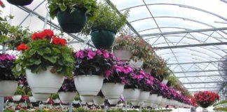 Ферма за цветя