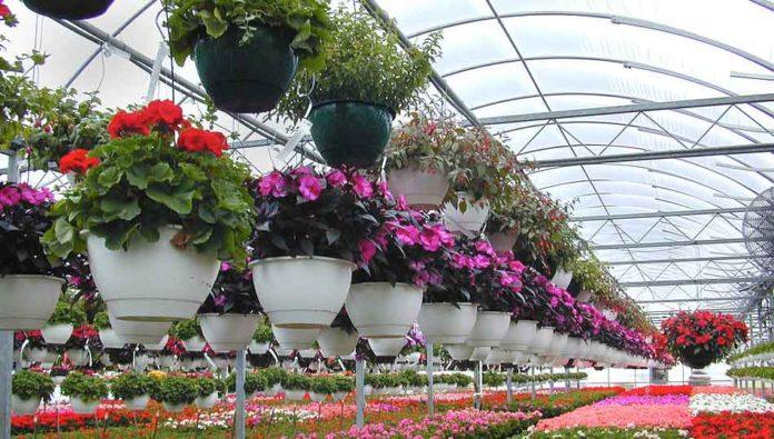 Ферма за цветя