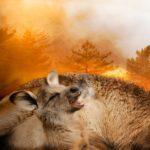 Горски пожар, кенгуру.