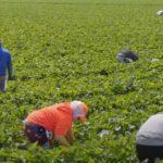 Имигрантски работници