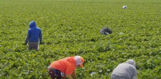 Имигрантски работници