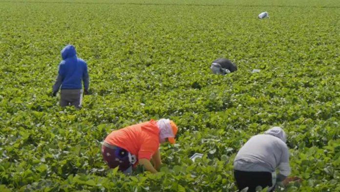 Имигрантски работници