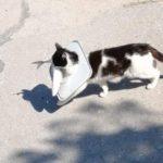 Котка крадец