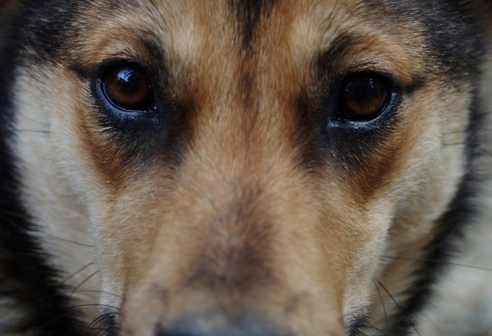 Кърджалийските полицаи разследват убийството на куче съобщиха от пресцентъра на