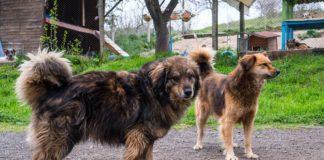 Приют за кучета