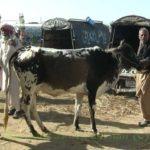 Търговия с добитък в Пакистан