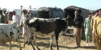 Търговия с добитък в Пакистан