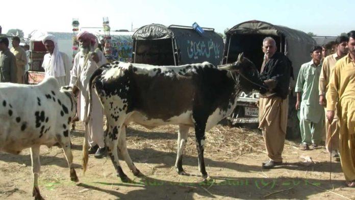 Търговия с добитък в Пакистан