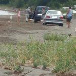 Коли на плажа