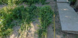 Специализирана операция във Видинско