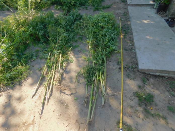 Специализирана операция във Видинско