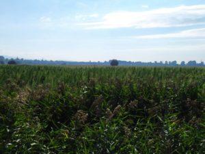 Мая Манолова показа поле с марихуана край София