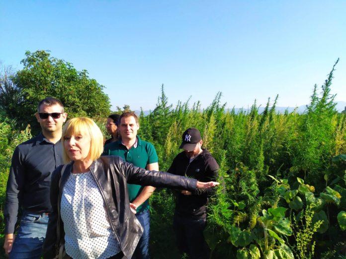 Мая Манолова показа поле с марихуана край София