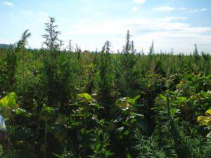 Мая Манолова показа поле с марихуана край София