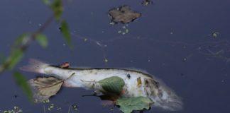 Мъртва риба