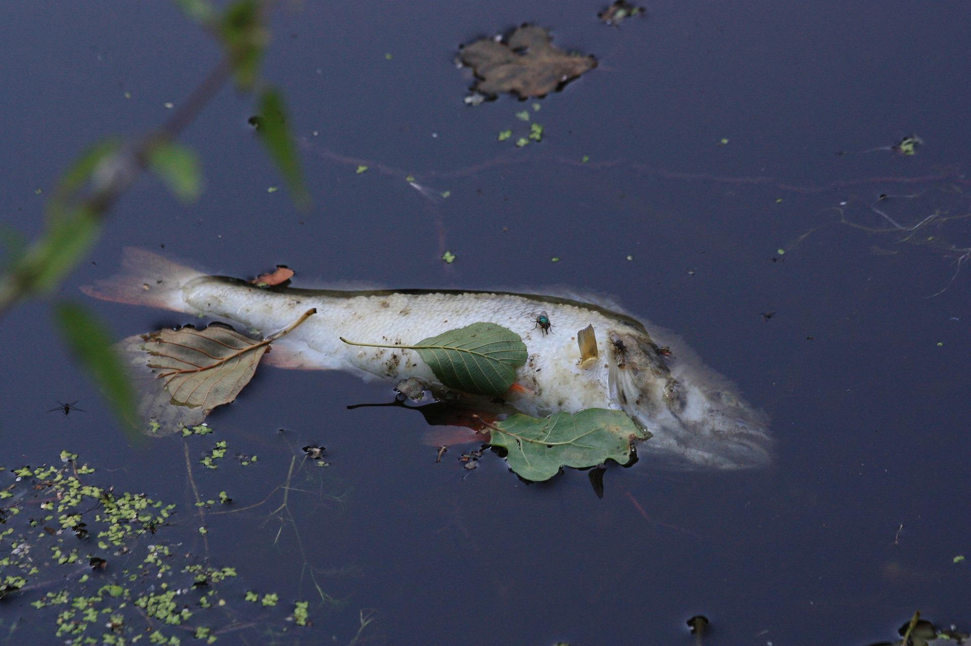 Мъртва риба e изплувала във водите на река Черна в