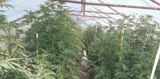 Оранжерия за марихуана