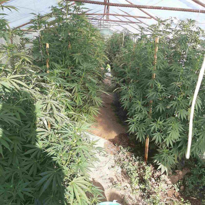 Оранжерия за марихуана