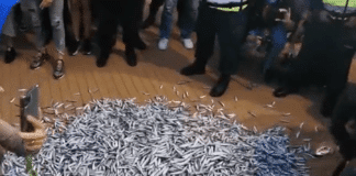 Риба, изсипана от протестиращите пред Министерски съвет